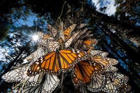 Monarch Reserve