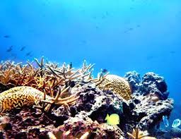 Veracruz Coral Reef